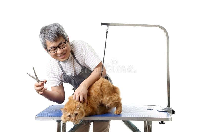the pet groomer is grooming a cat